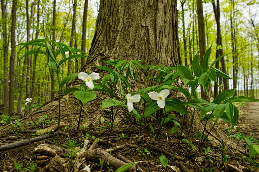 trilliums at Bronte Creek