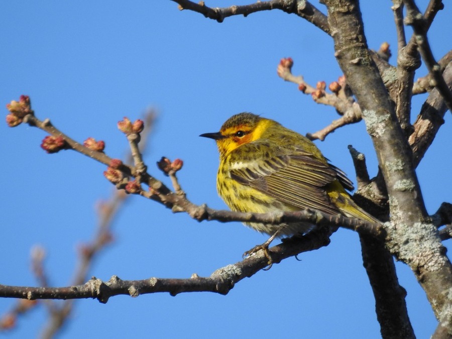 Cape May warbler