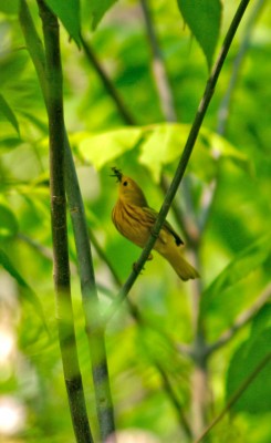 Yellow Warbler