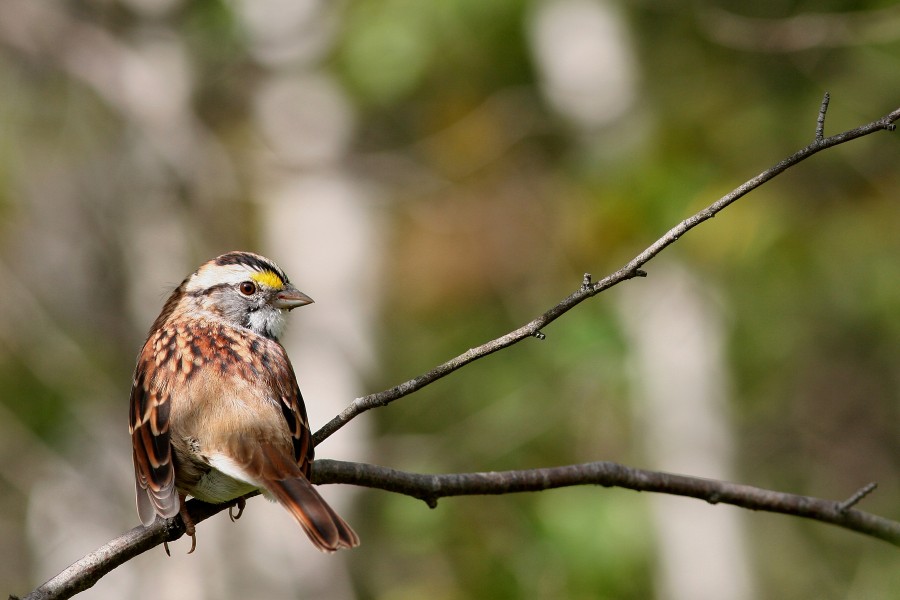 White-throated sparrow