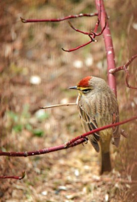 Palm warbler