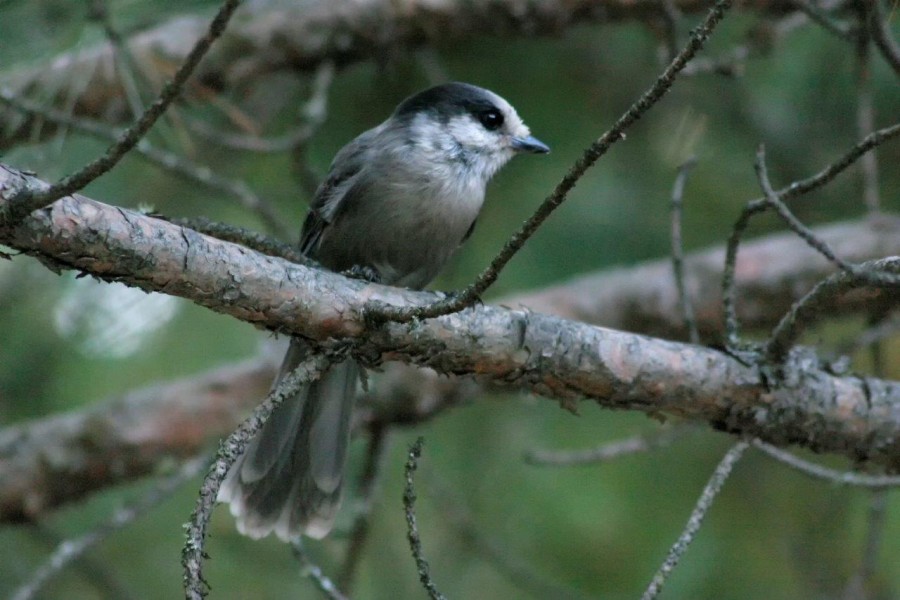 Gray Jay