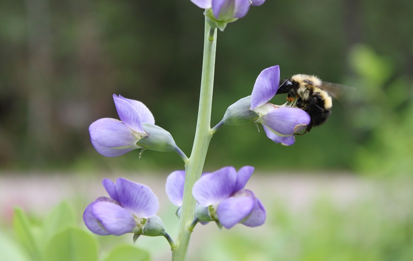 Bees in parks