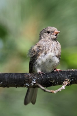 Juvenile junco