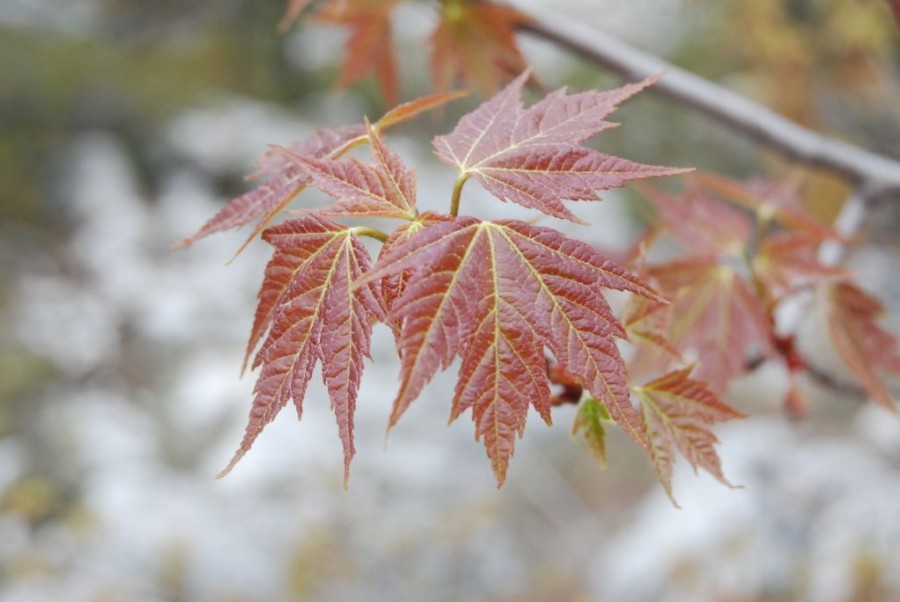 Emerging maple leaves