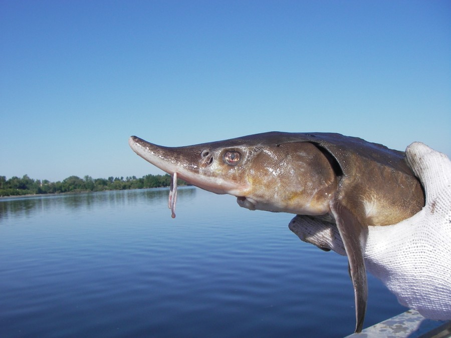 Lake sturgeon