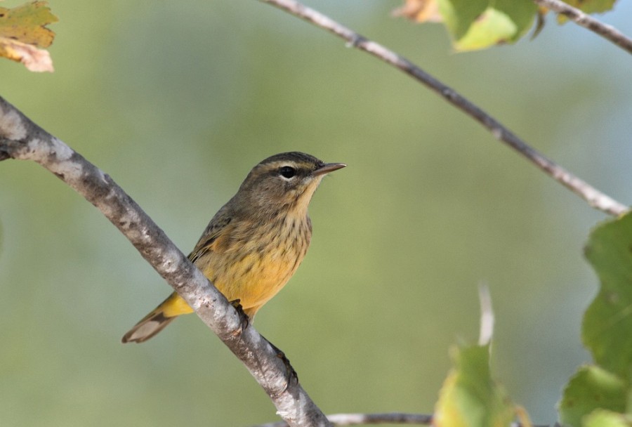 Palm Warbler