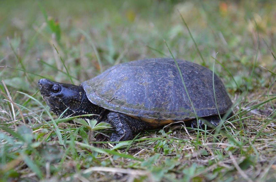 Musk Turtle