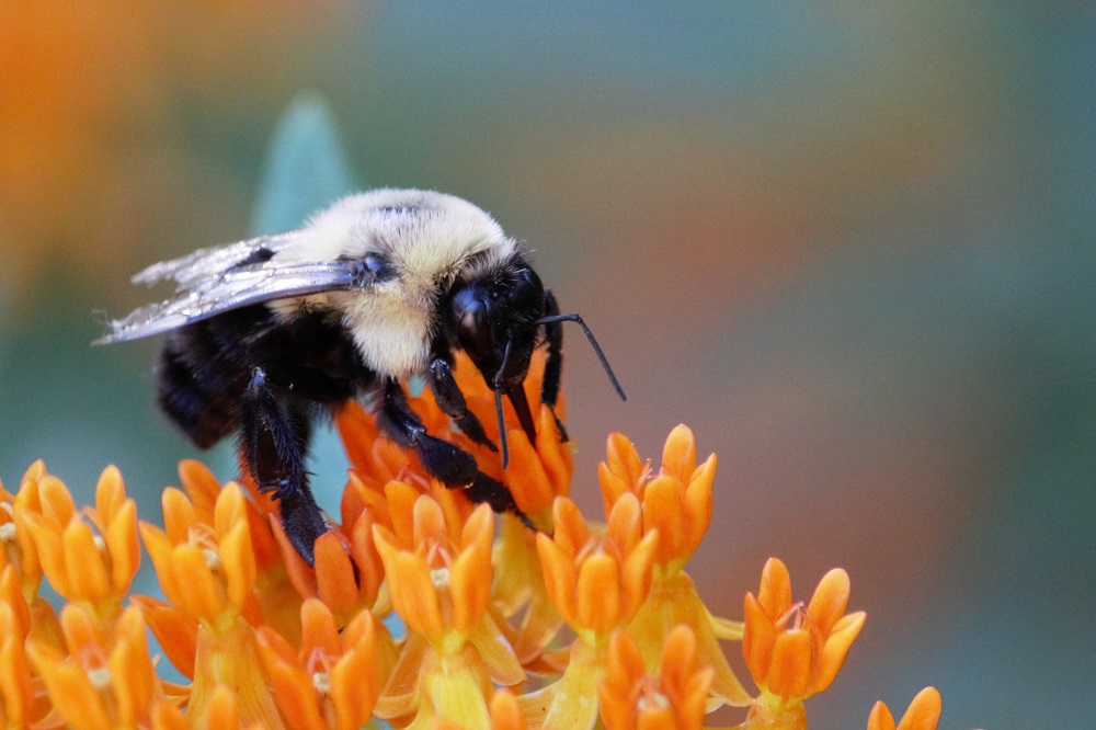 A Common Eastern Bumble Bee sipping nectar from Butterfly Milkweed flowers