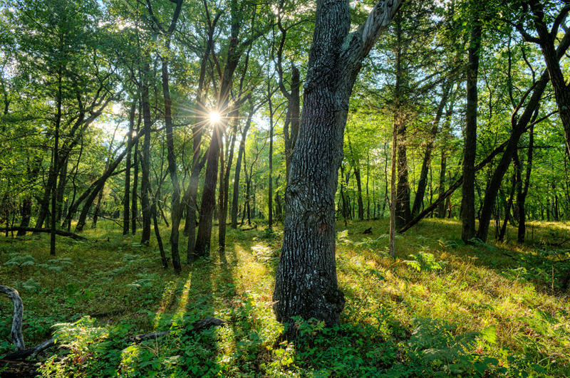 view of forest