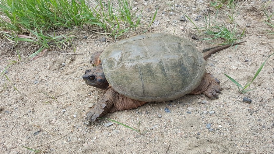 snapper