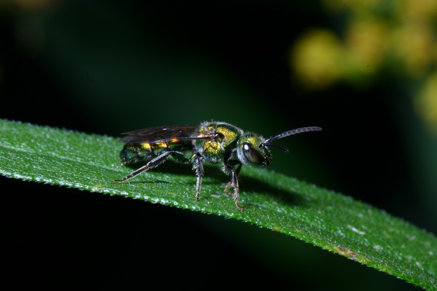 sweat bee