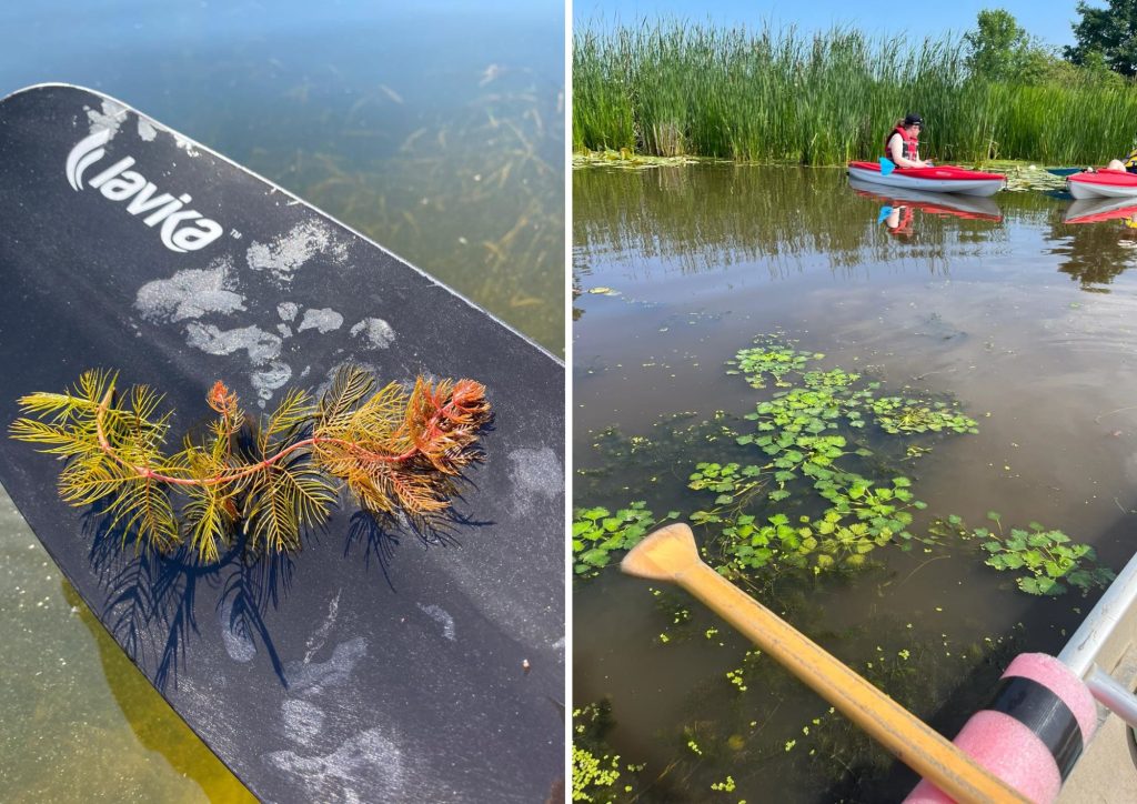 Left: paddle with milfoil strand. Right: kayaks paddling through water chestnut
