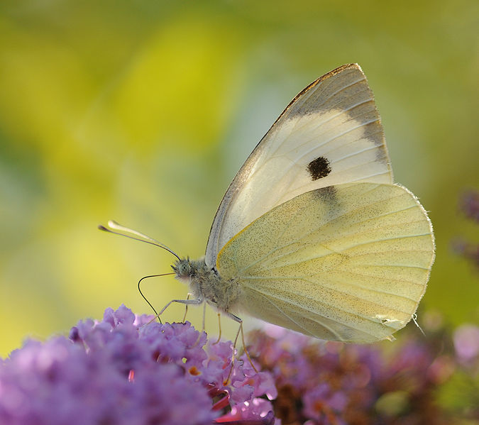 cabbage white butterfly