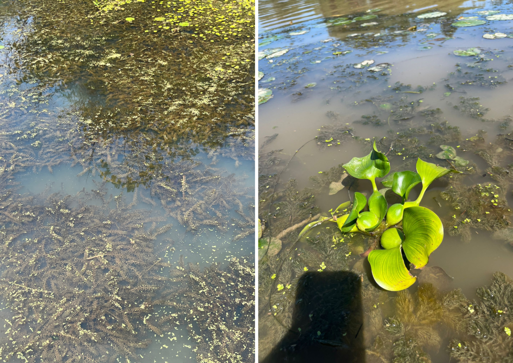 Left: Hydrilla. Right: Water Hyacinth