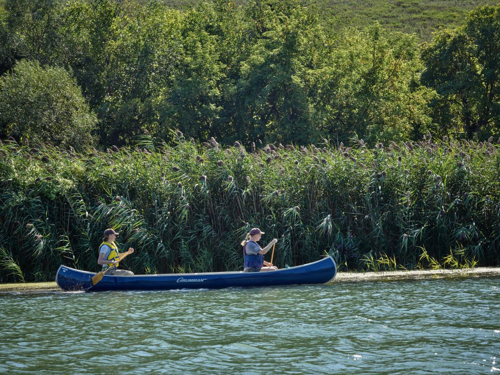 Tall phragmites reeds blocking off section of lake, paddlers in front