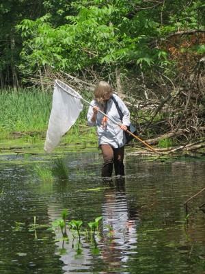 Bev surveying for dragonflies