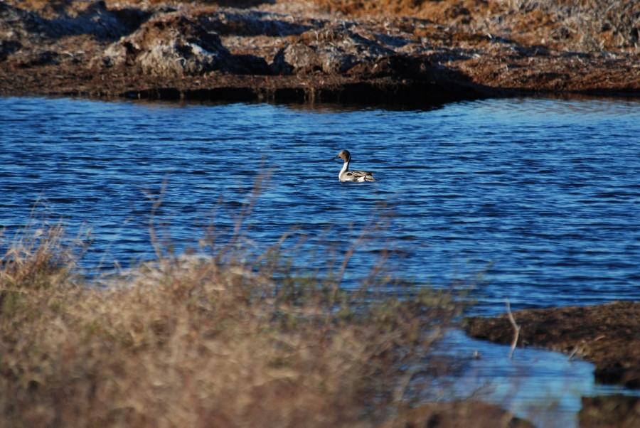 Northern pintail at Polar Bear