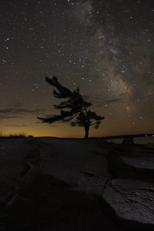 Killbear tree with stars