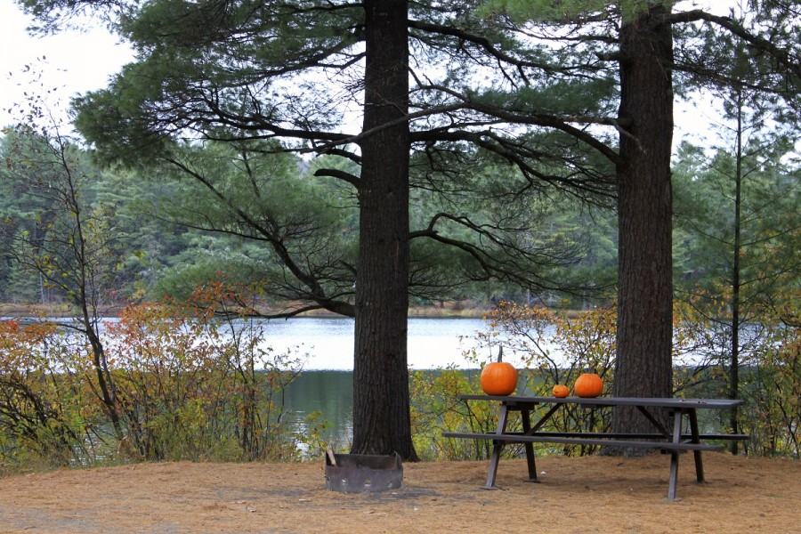 AlgonquinPP Pumpkin on campsite for Halloween event 