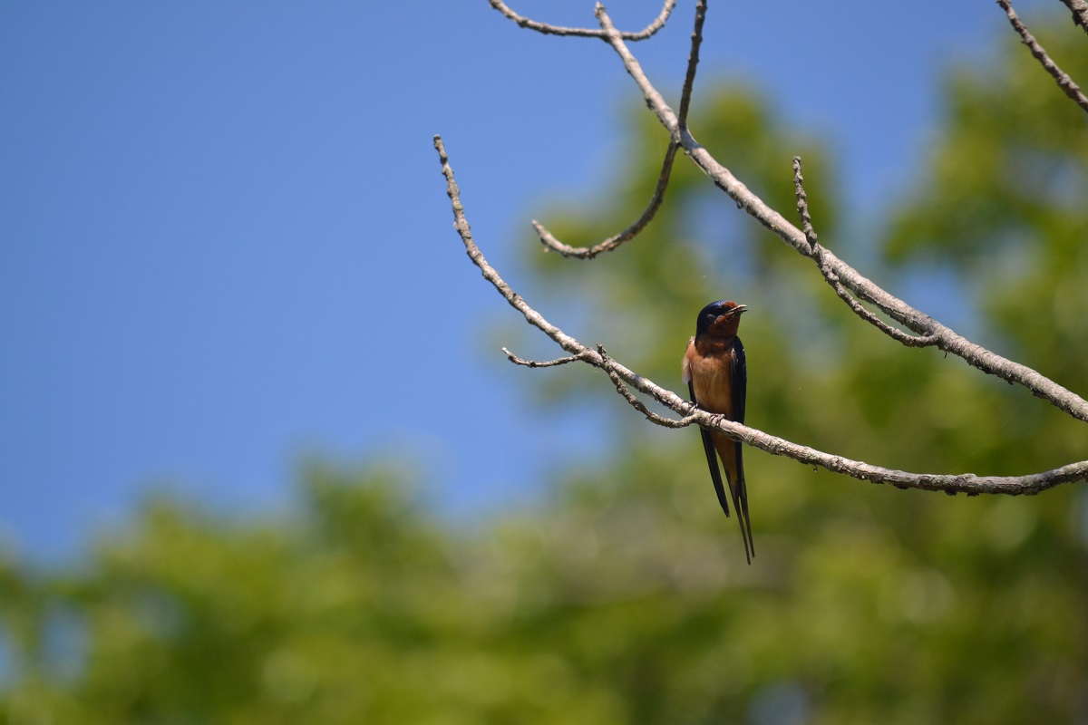 Barn swallow