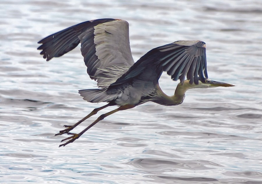 heron