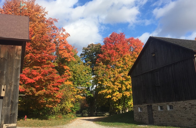 sugar maple trees at bronte creek between 2 barns at spruce lane farm