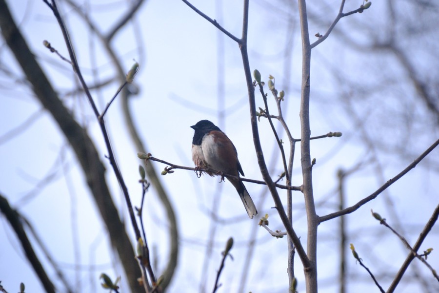 Eastern towhee