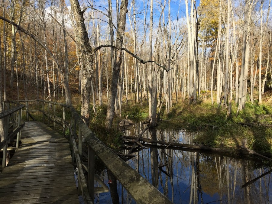 Trail with boardwalk