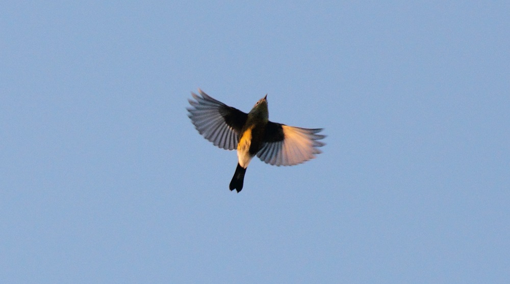 Magnolia warbler