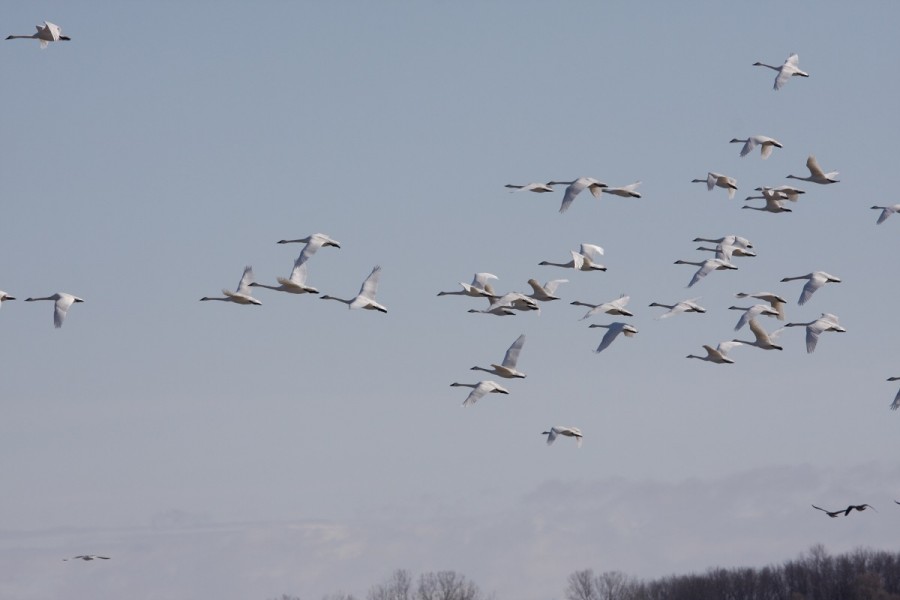 Tundra Swans