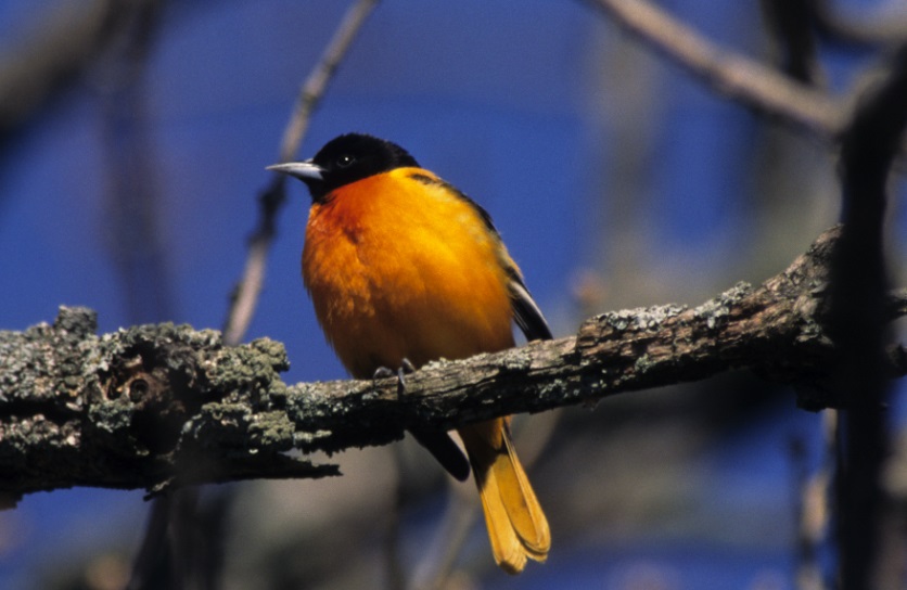 baltimore oriole