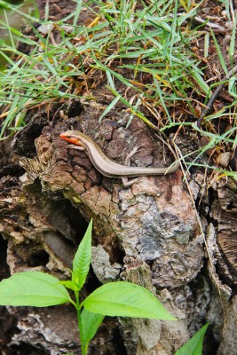 skink