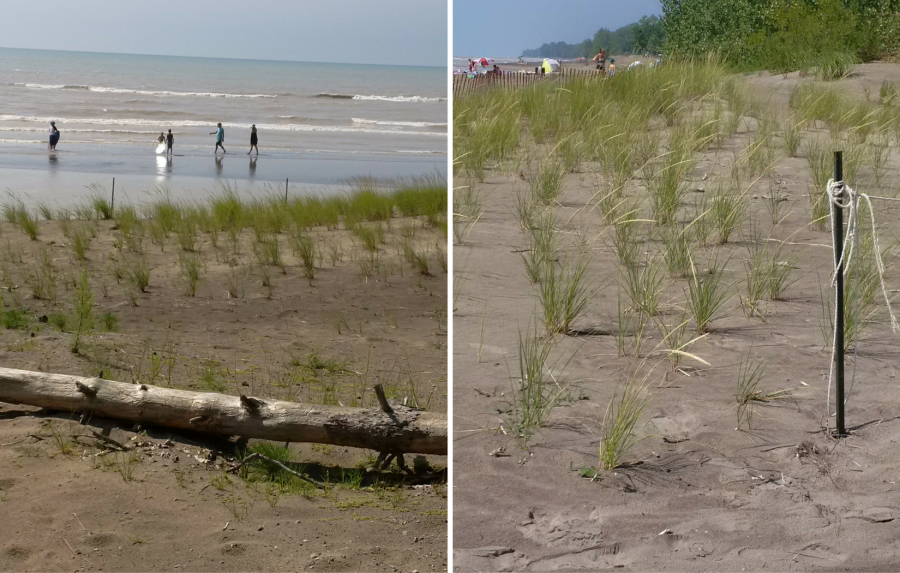 visitors and marram grass