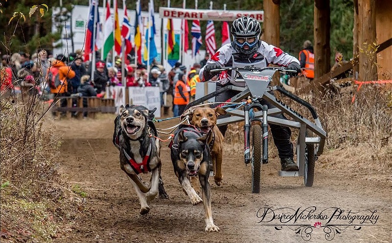 dryland dogsledding