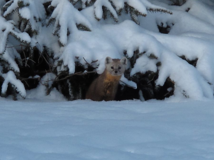 Pine Marten