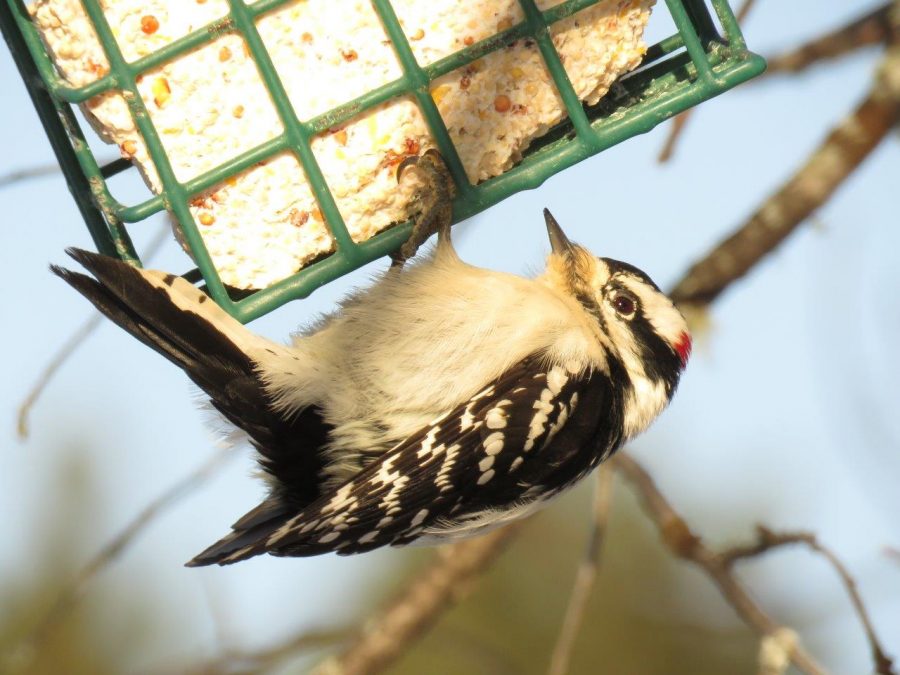 Male Downy Woodpecker