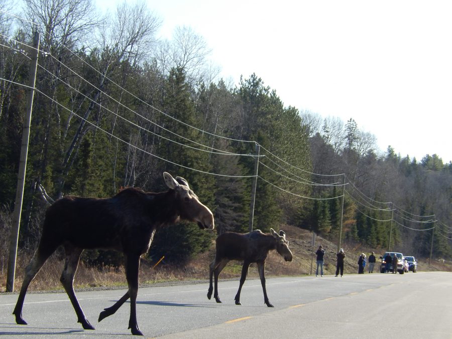 moose on road