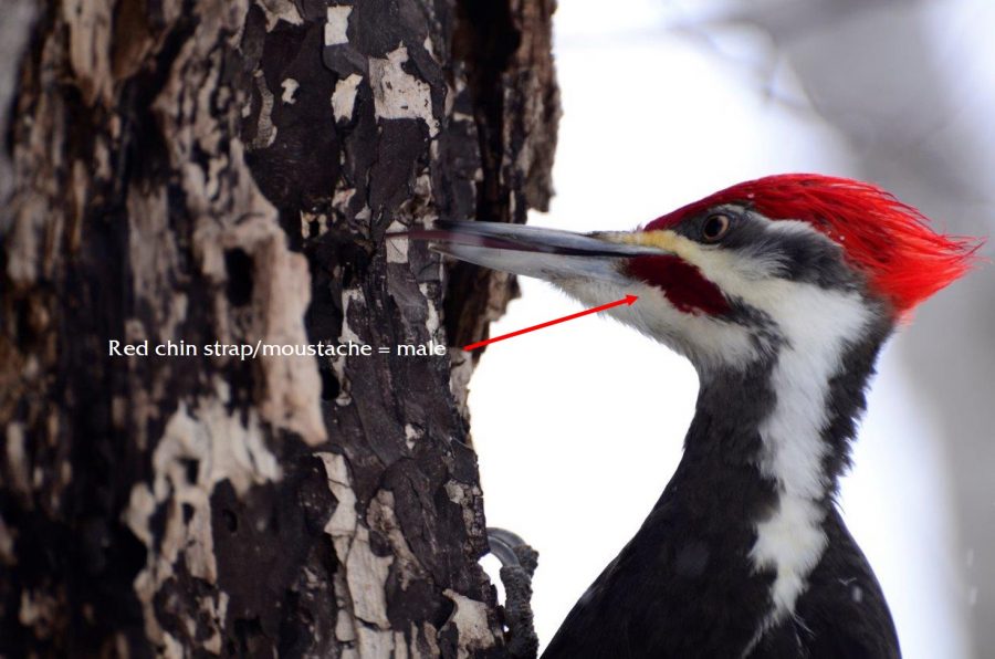 pileated woodpecker