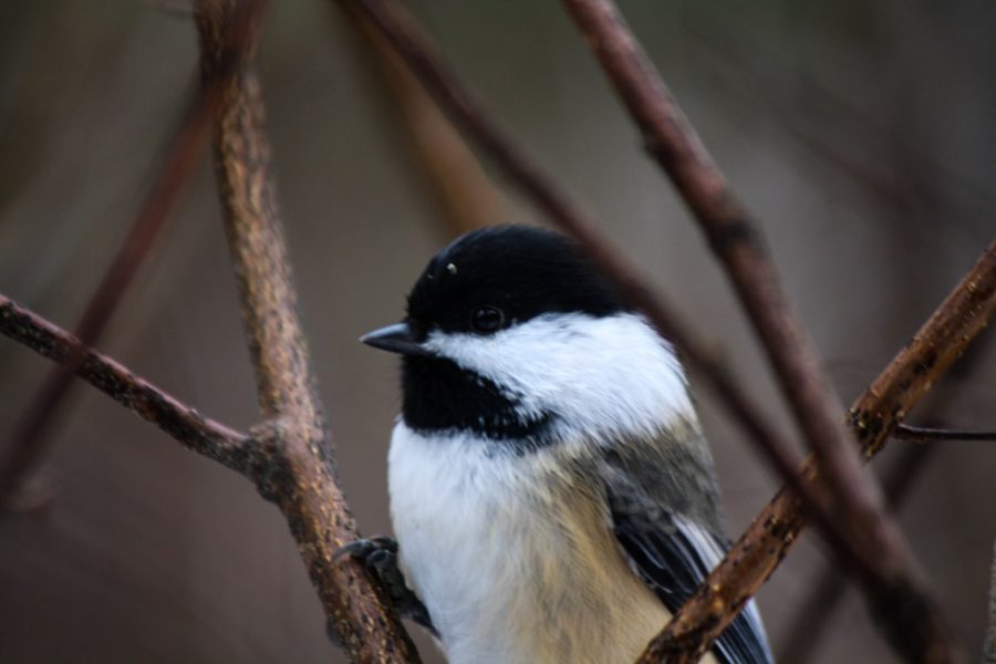 chickadee