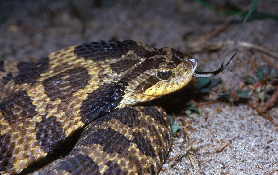 eastern hog-nosed snake