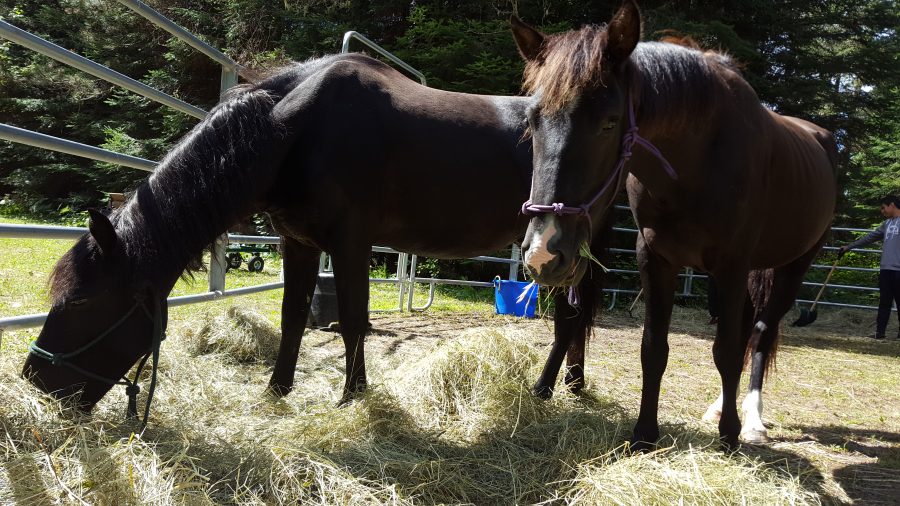 quetico ponies