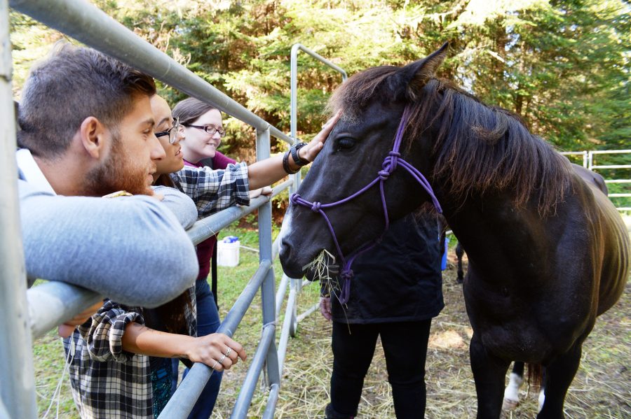 ponies in the park day