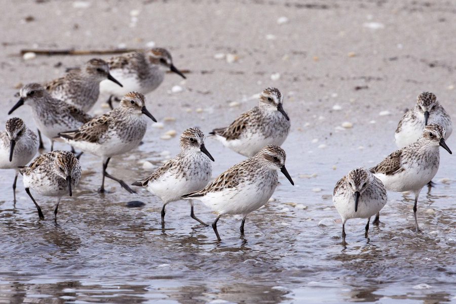 sandpipers