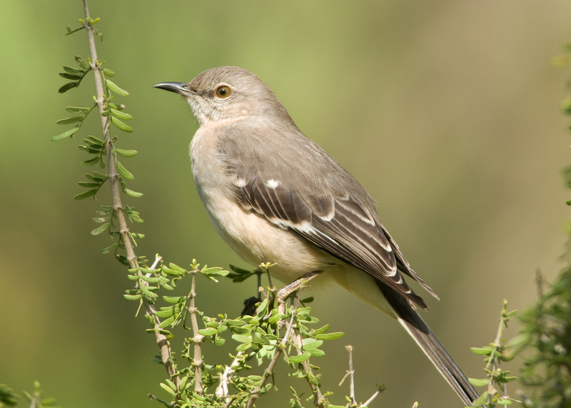 northern mockingbird