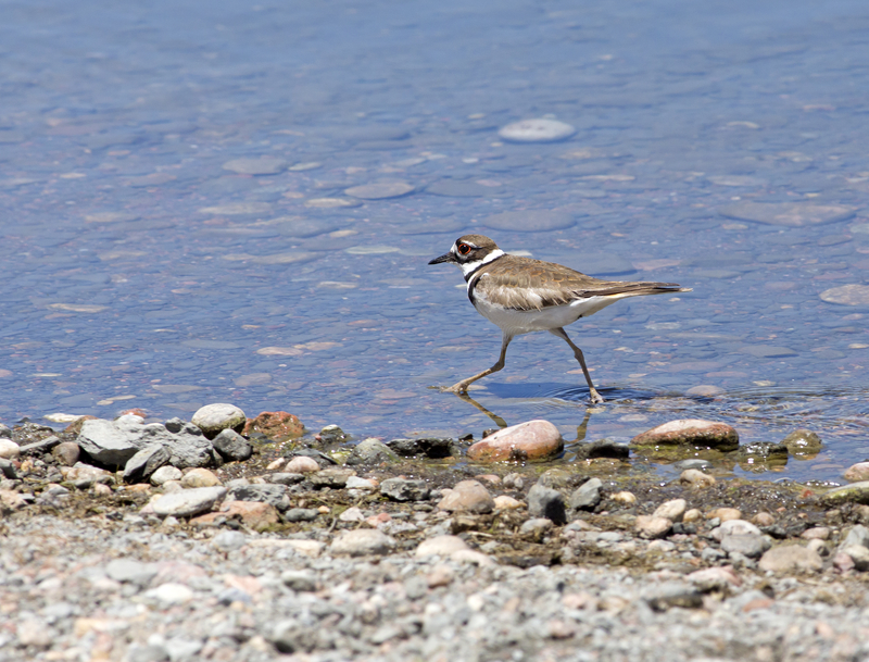 killdeer