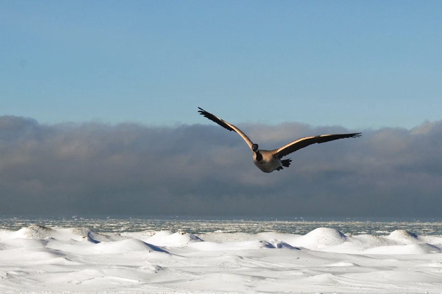 ice shelves and goose