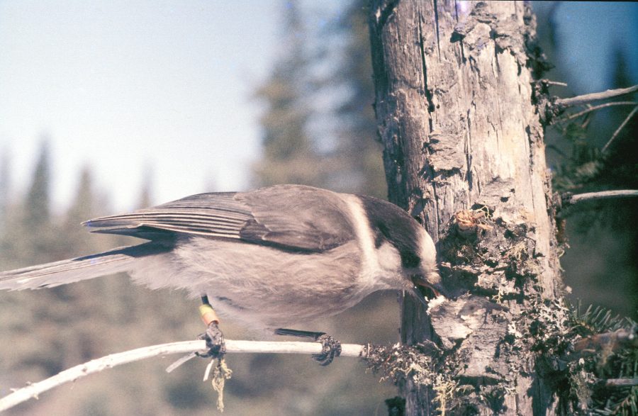 gray jay stash