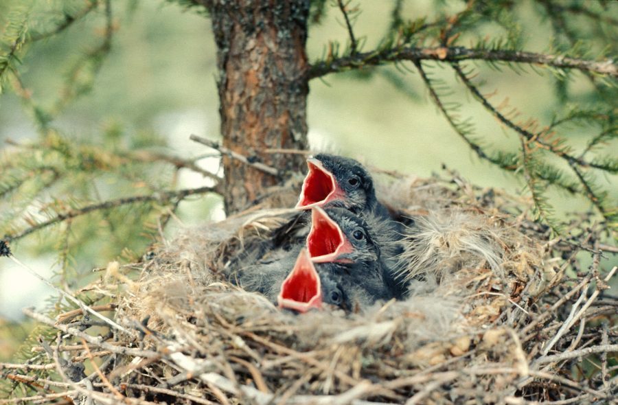 gray jay chicks