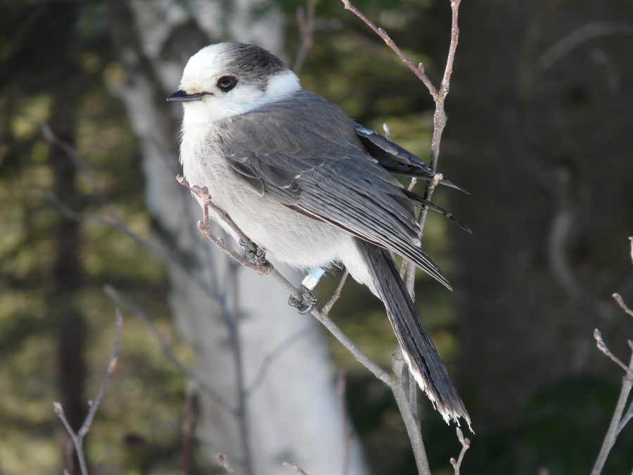 gray jay